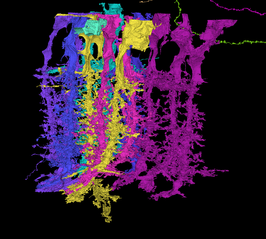 Muller cells